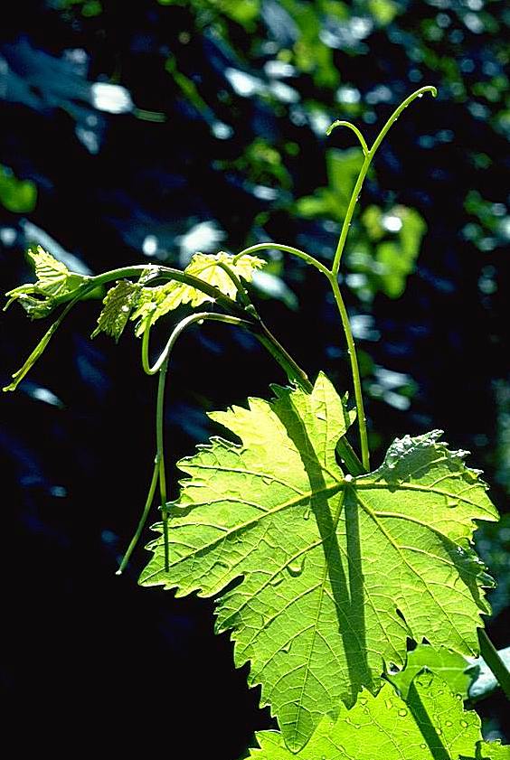 Vigne et sarment