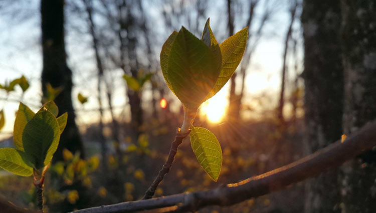 printemps