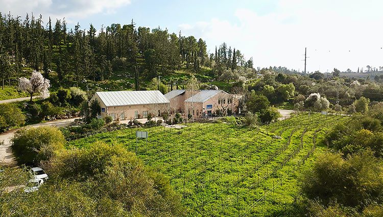 vignoble en Israël